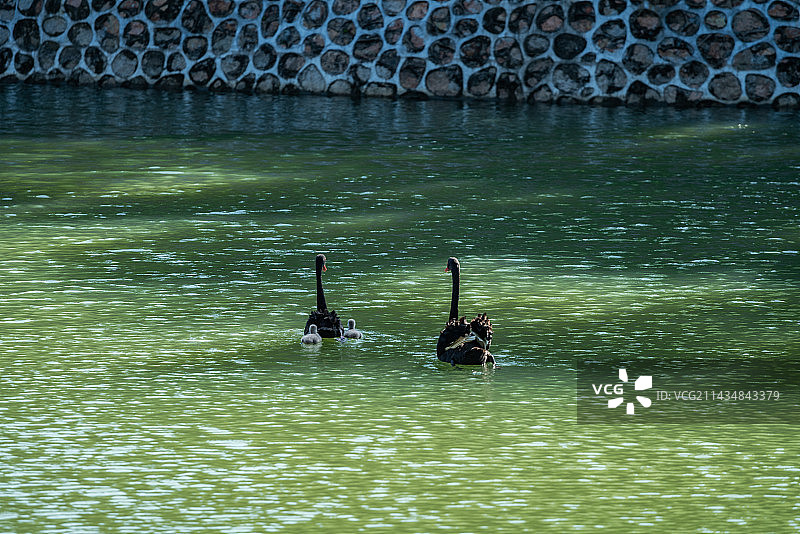 黑天鹅家族图片素材