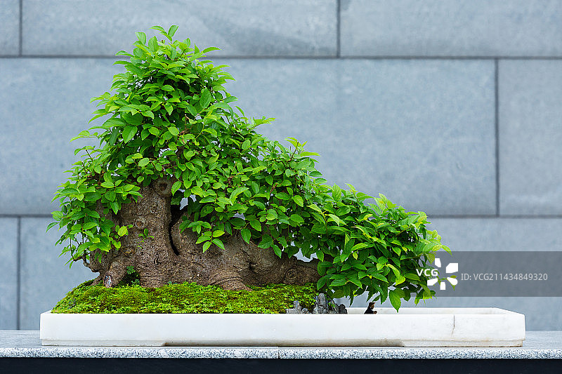 广州文化馆新馆岭南盆景艺术特展，相思图片素材