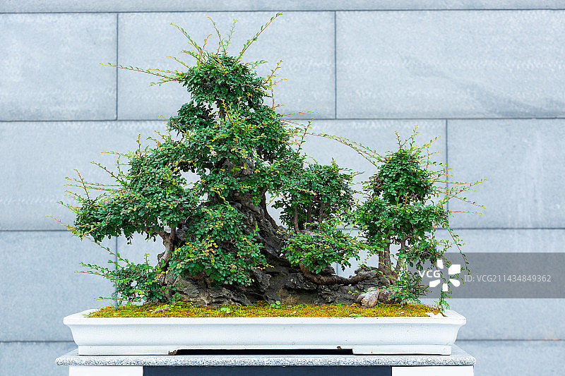 广州文化馆新馆岭南盆景艺术特展，附石榆树图片素材