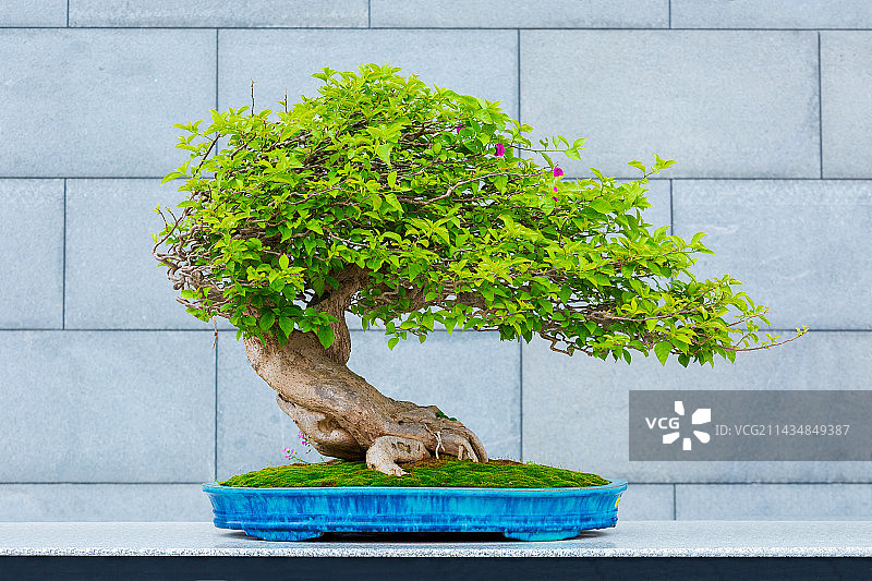 广州文化馆新馆岭南盆景艺术特展，三角梅图片素材