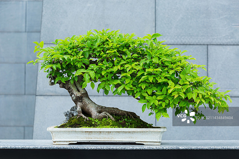 广州文化馆新馆岭南盆景艺术特展，朴树图片素材