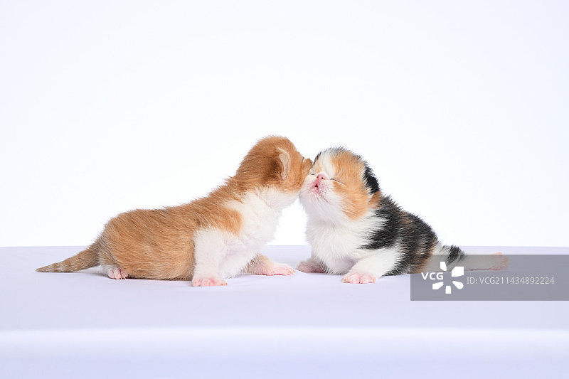 两只小小加菲猫图片素材