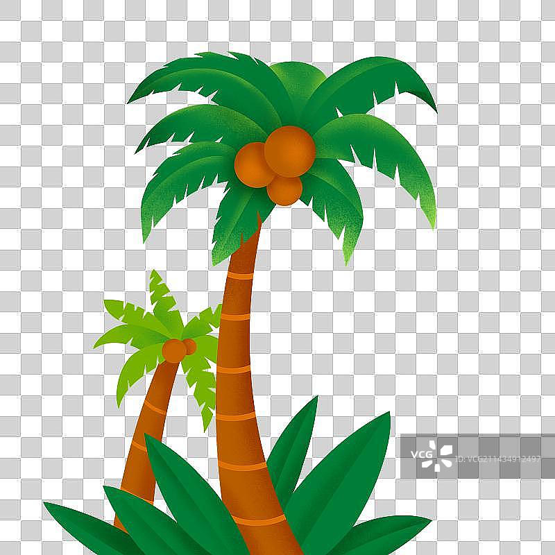 椰子树特写镜头图片素材