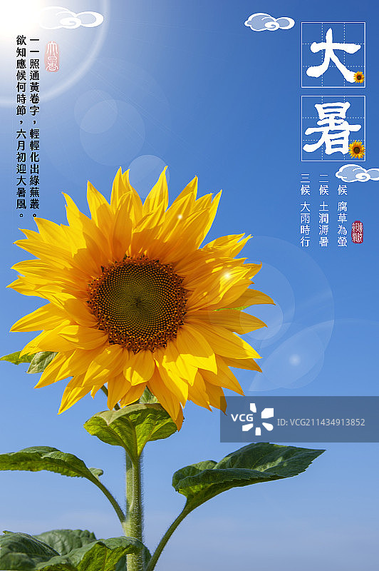 大暑,向日葵,太阳花,二十四节气图片素材