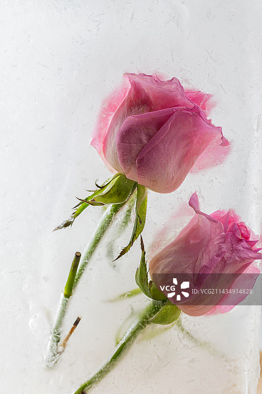 玫瑰被冰冻在冰块中图片素材