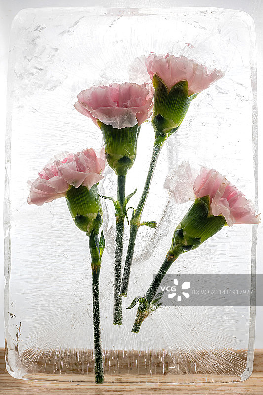 康乃馨被冰冻在冰块中图片素材