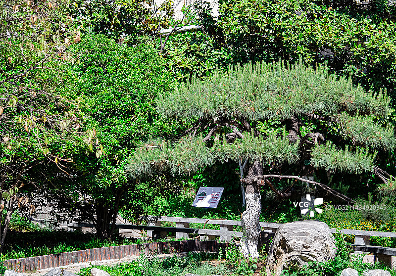 中国野生植物拍摄主题，公园中国园林铺装庭院里的松树盆景景观设计，户外白昼无人图像摄影图片素材