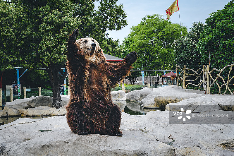 动物棕熊图片素材