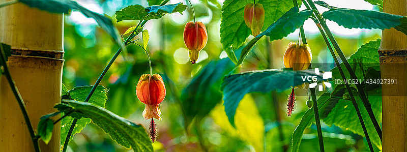 菜园藤架上的蔬菜图片素材