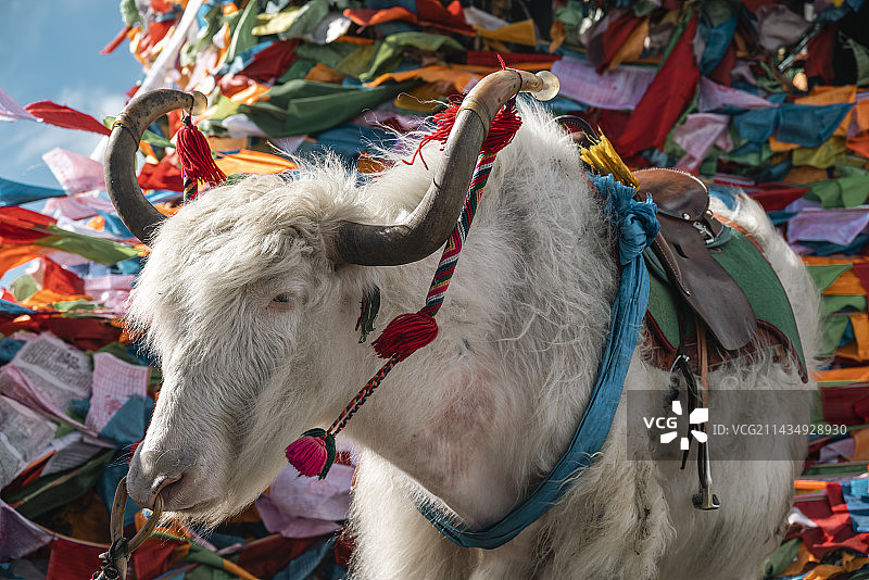 白牦牛图片素材