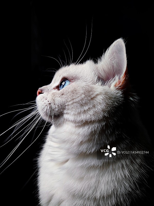 银点猫咪黑底图片素材