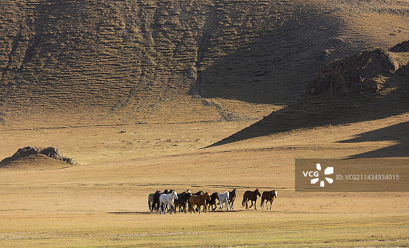 内蒙古赤峰市乌兰布统坝上草原牧场户外风光图片素材