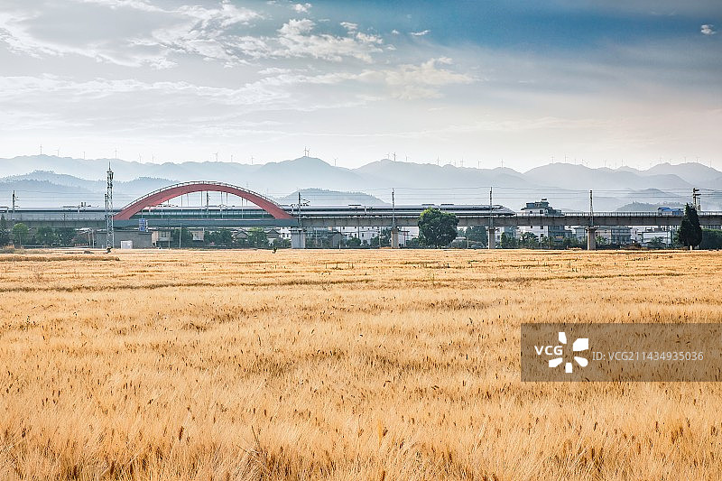 穿越金色的麦田  云南大理大临铁路巍山段图片素材