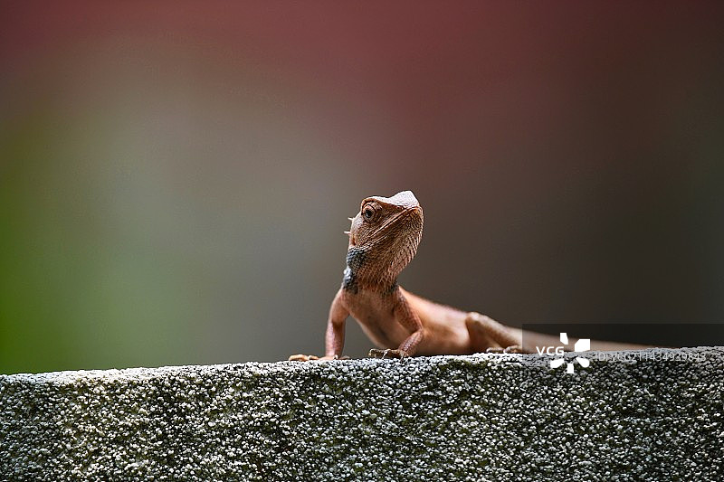 变色龙图片素材