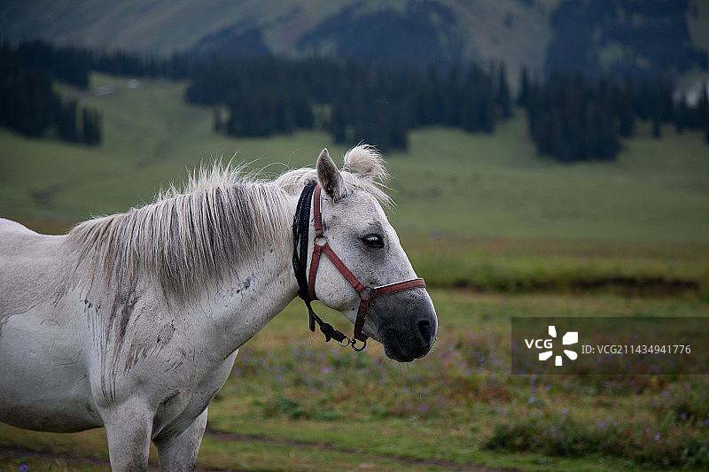 草原上的白马图片素材