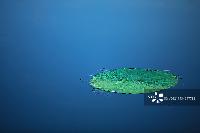 湖中一抹绿图片素材