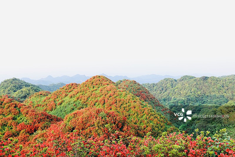 洪关太阳坪杜鹃花海图片素材