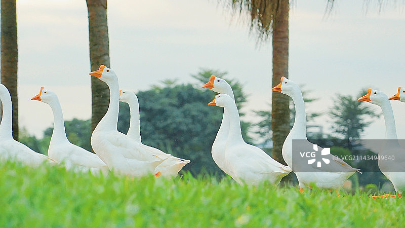 草地上的鸭子图片素材