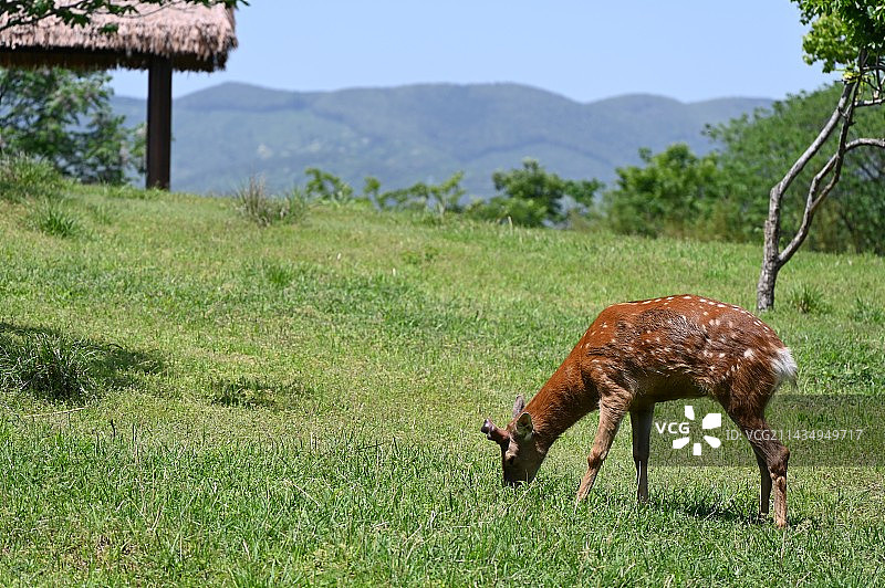 草原上的鹿图片素材