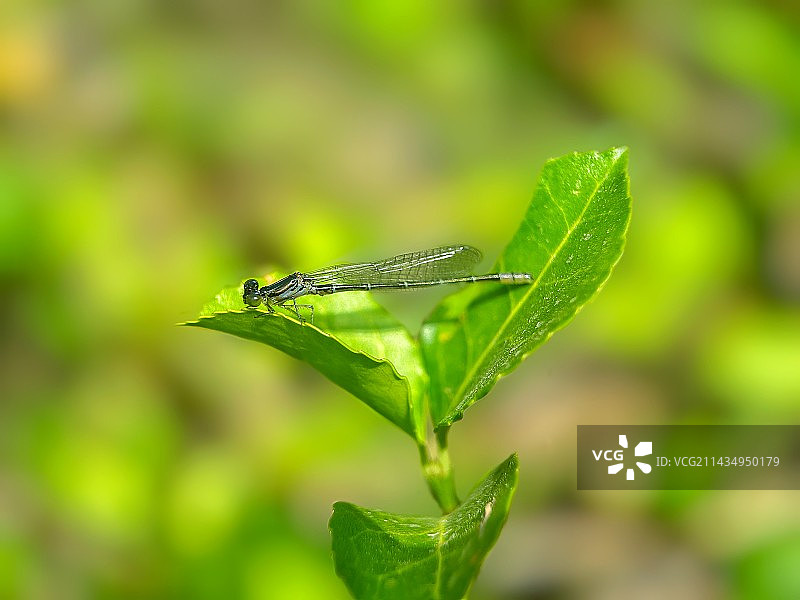 蓝豆娘图片素材