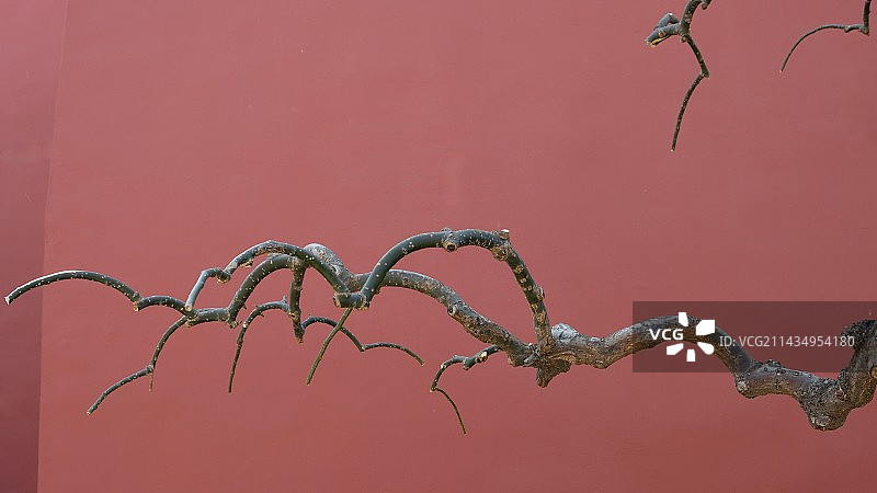 宫墙前的树枝图片素材