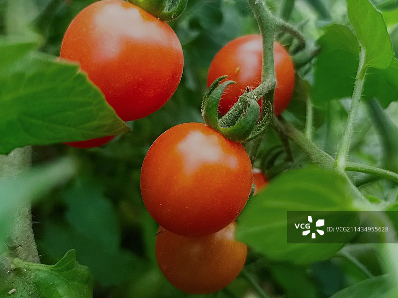 植物上的番茄特写镜头图片素材