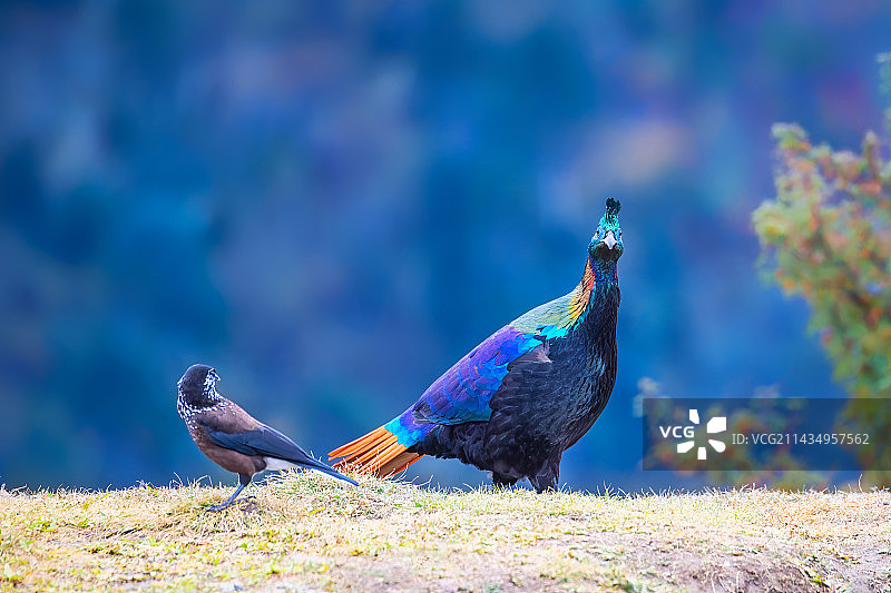 回头——棕尾虹雉图片素材