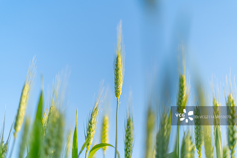 阳光下的稻田图片素材