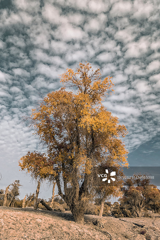 顶天立地（新疆泽普县金湖杨国家森林公园图片素材