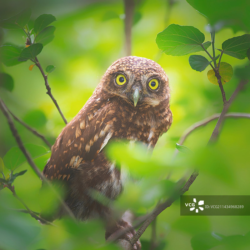 斑头鸺鹠图片素材