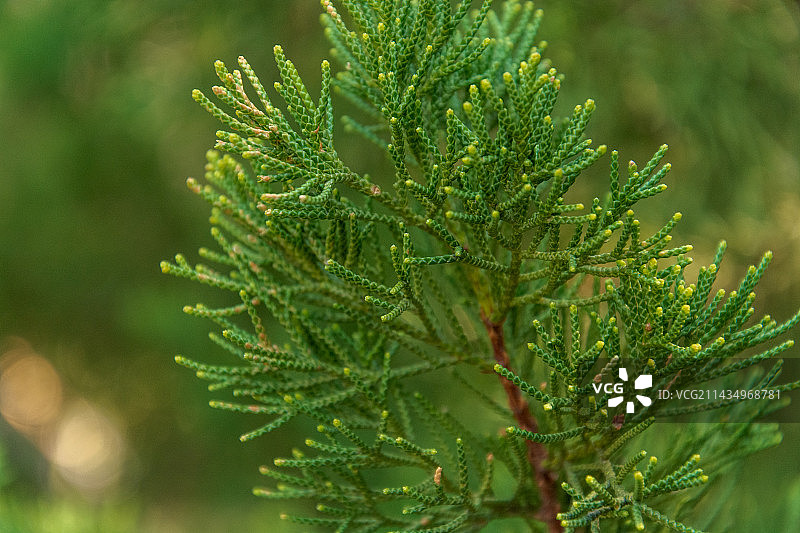 江苏南京紫金山梅园里的松柏图片素材