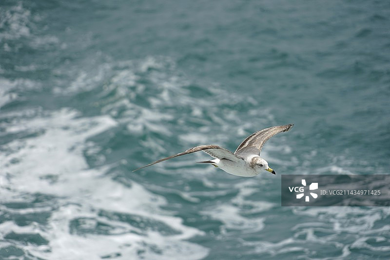 海鸥动态捕捉图片素材
