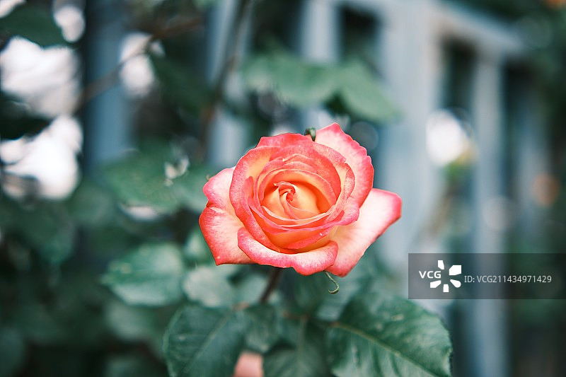 背景模糊的玫瑰特写镜头图片素材