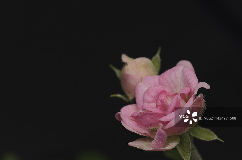 花/鲜花/斗南鲜切花图片素材