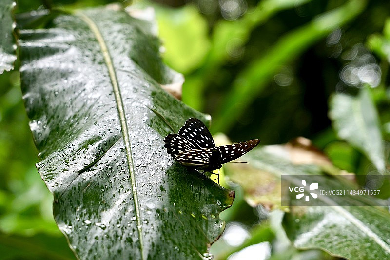芭蕉叶上的蝴蝶图片素材