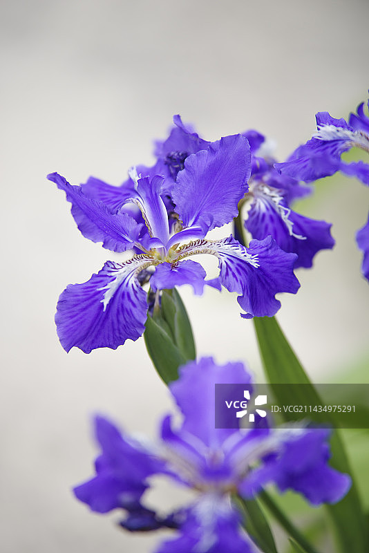 鸢尾图片素材