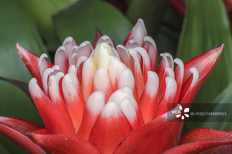 凤梨花图片素材