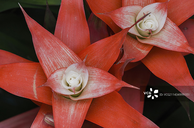 水塔花/凤梨花图片素材