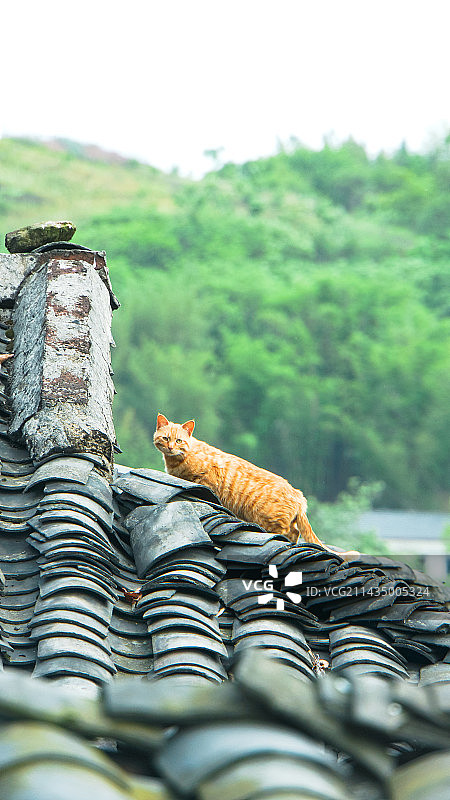 飞檐走壁猫图片素材