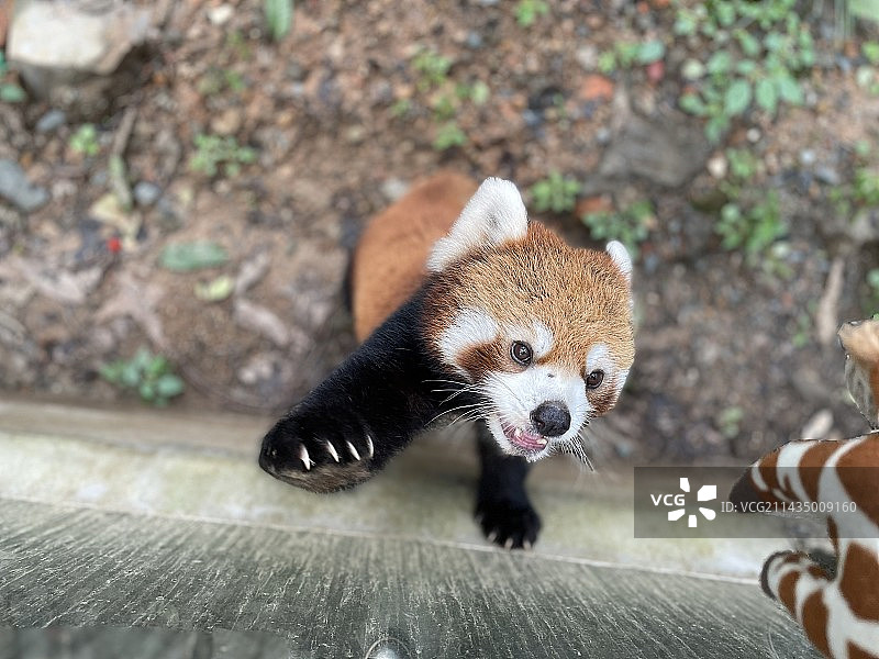小熊猫图片素材