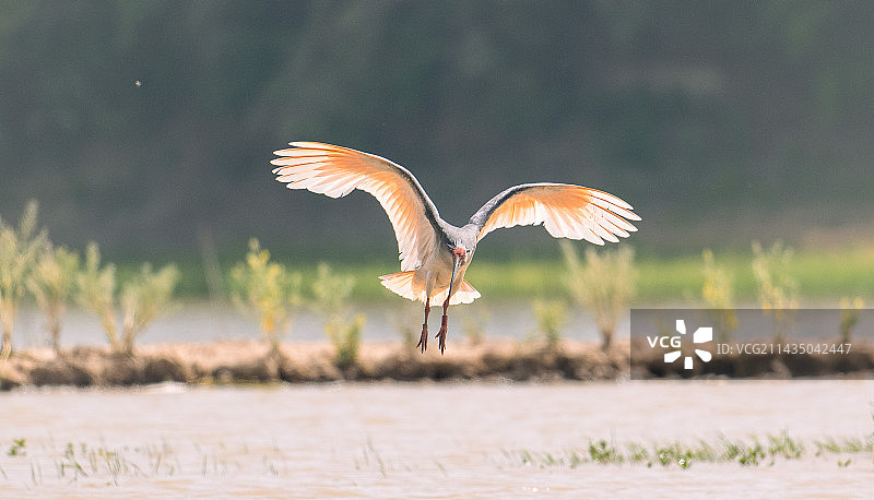四月的朱鹮图片素材