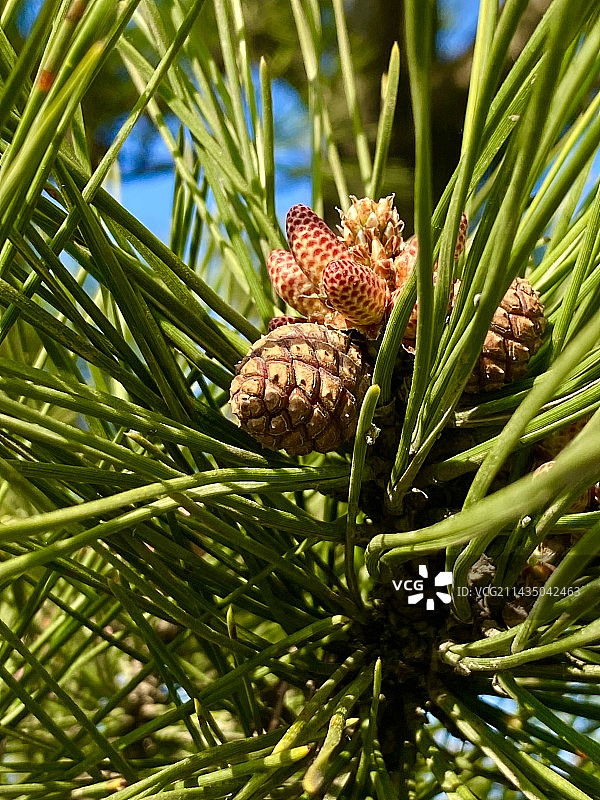 树上松果的特写镜头图片素材