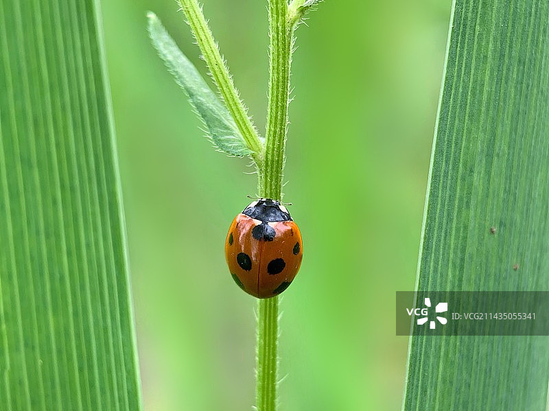 闪亮登场图片素材