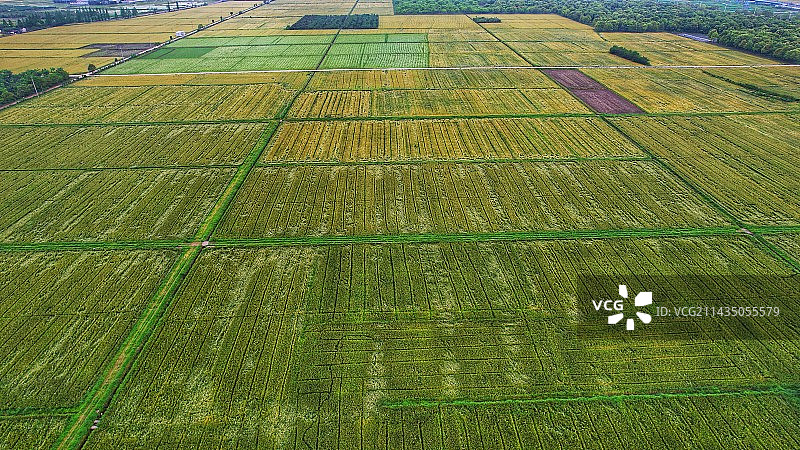 航拍农耕稻田图片素材