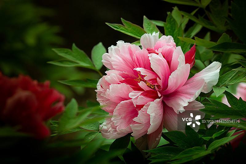 牡丹花图片素材