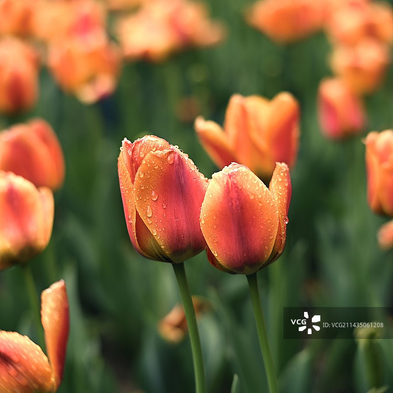 郁金香图片素材