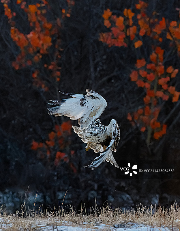 毛脚鵟图片素材