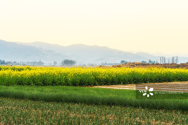 中国成都龙泉山下的油菜花田落日风光图片素材