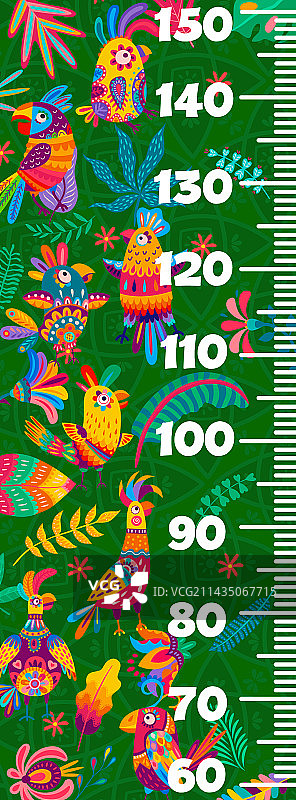 儿童身高表：巴西和墨西哥鹦鹉图片素材