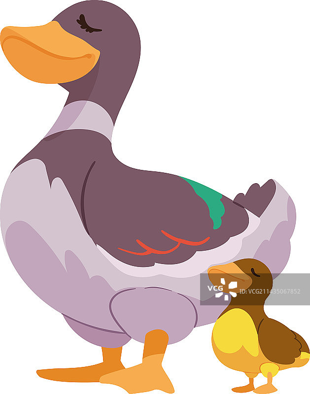 鸭妈妈与小鸭图片素材